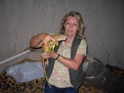 Leguan