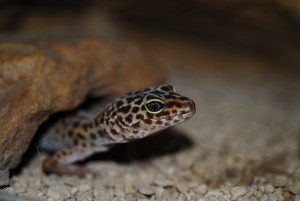Leopardgecko