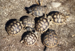 Jungtier Schildkröten