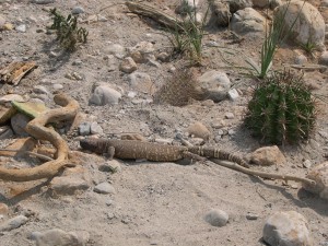 Skorpion Krustenechse lebt in trockenen Gebieten