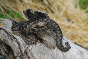 Hornotter Vipera ammodytes 0001 (6)