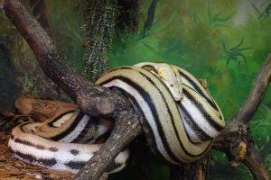 Netzpythons (6)